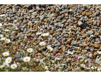 Gravier_melange_couleurs