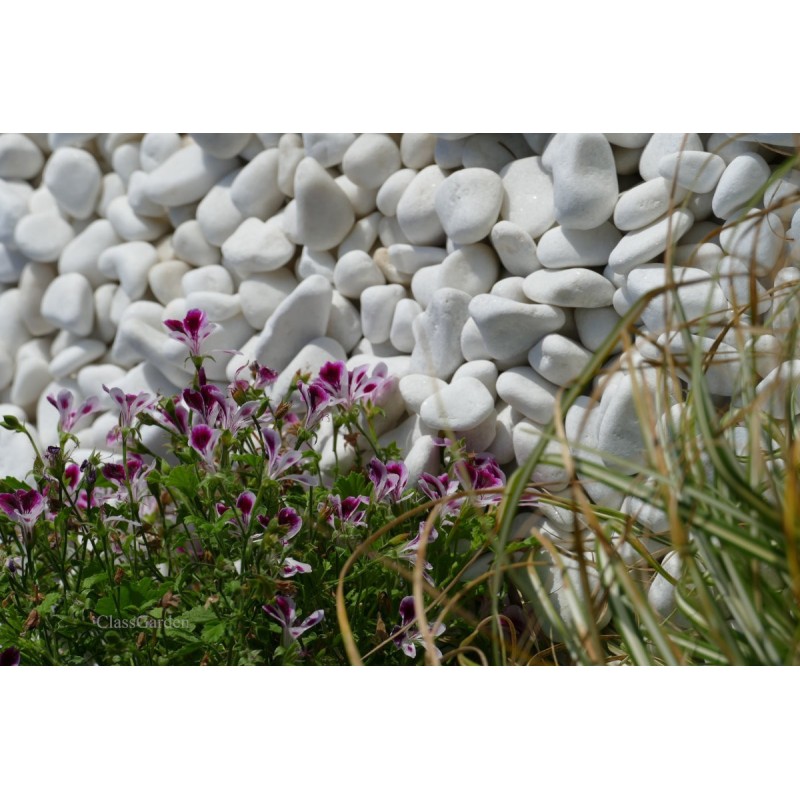 Pebble White Glossy 12-24 bag 20 Kg