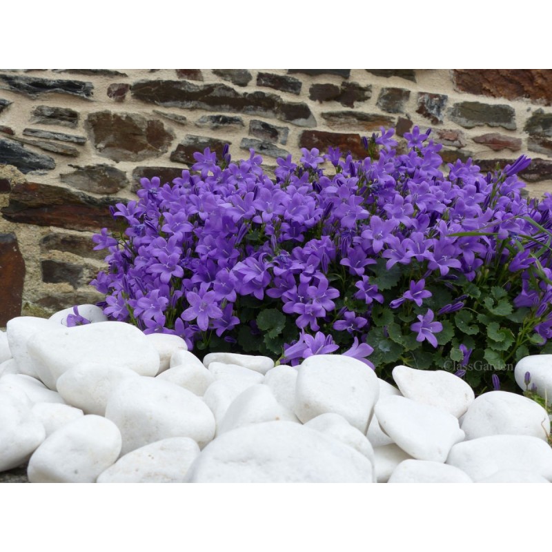 White Shiny Pebble 40-60 bag 20 Kg