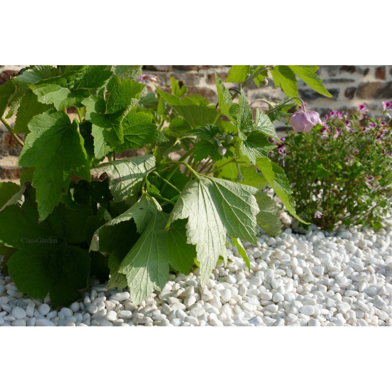 Bright White Pebble 6-12 BULK - Big-Bag - 1000 kg