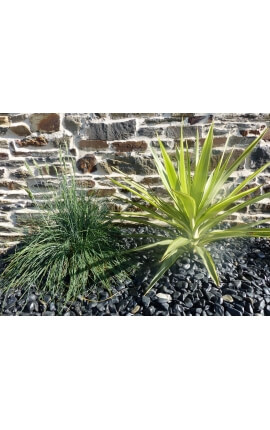 Glanzende zwarte kiezelsteen. Verpakking van 10 M² kaliber 12-24 mm