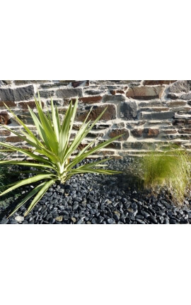 Glanzende zwarte kiezelsteen. Verpakking van 10 M² kaliber 12-24 mm