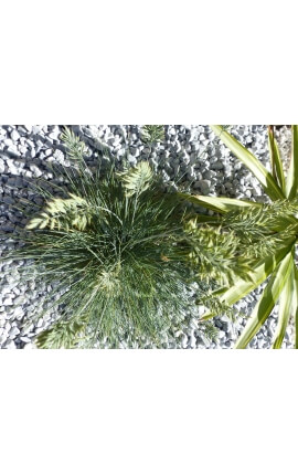 Galet Gris Clair calibre 12-24 mm