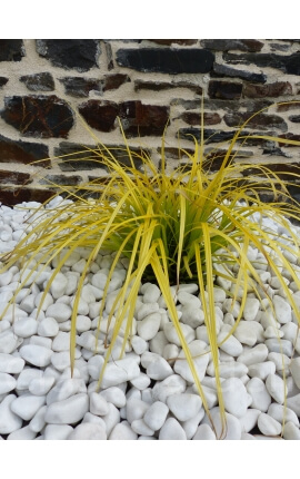 Galet Blanc Pure calibre 12-24 mm