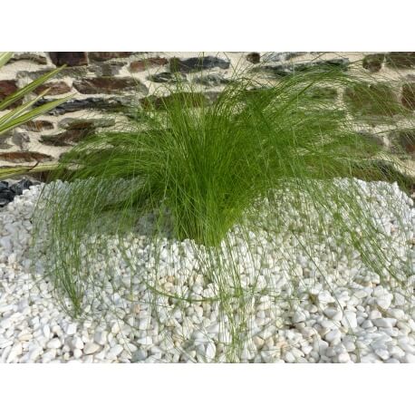 Galet Blanc Pure calibre 6-12 mm