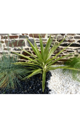 Galet blanc brillant