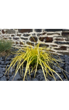 Poliertes schwarzes Kieselkaliber 40-60 mm