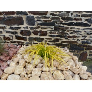 Geel kiezelsteen kaliber 40-60 mm