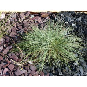 Ściółka łupkowa Violet 30-50 - Opakowanie 17 m² - 51 worków - 1020 kg