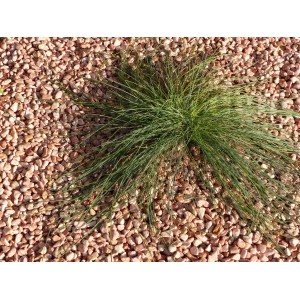 Roze Kiezel 6-12 Pak van 5 M² - 10 zakkens - 200 kg