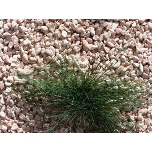 Galet Rose 12-24 Pack de 7 M² - 14 sacs - 280 kg