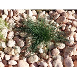 Rosa Kieselstein 40-60 - Pack 30 Säcke - 600 kg