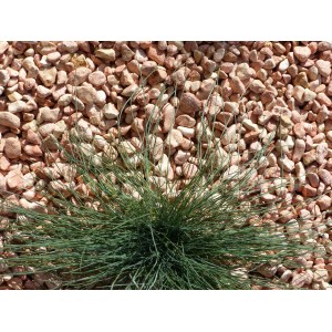 Rosa Kieselstein 12-24 Pack 15 M² - 30 Säcke - 600 kg