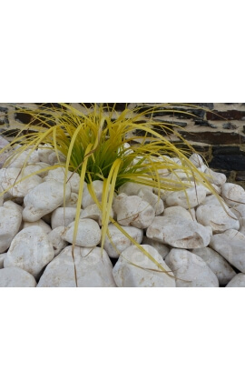 Galet Jaune calibre 40-60 mm