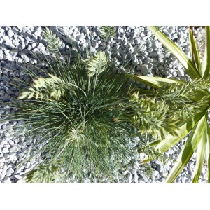 Galet Gris Clair 12-24 - VRAC Big-Bag - 1000 kg