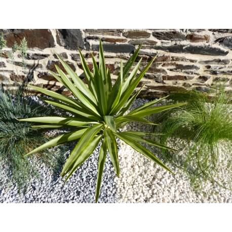 Lichtgrijze kiezelsteen kaliber 6-12 mm