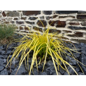 Galet noir Brillant Poli calibre 40-60 mm