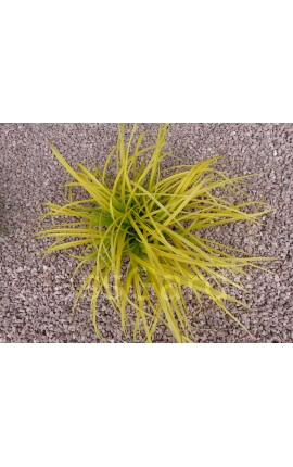 Gravier Rouge Intense calibre 6-12 mm