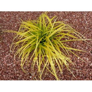 Gravier Rouge Intense calibre 6-12 mm