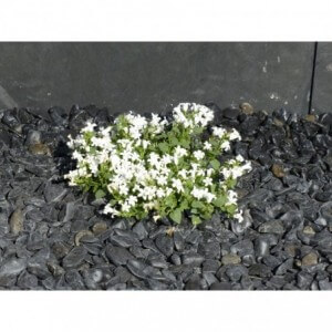 SHINING BLACK 12/24 - 1000 Kg