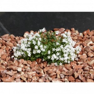 ROOD 12/24 - 1000 Kg