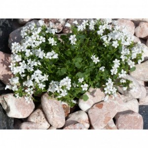 ROSSO 40/60 - 500 Kg