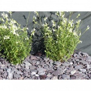 ARDESIA VIOLINA 30/50 - 250 Kg