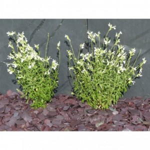 ARDESIA VIOLINA 30/50 - 500 Kg