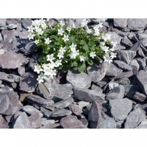 ARDESIA VIOLINA 30/50 - 1000 Kg