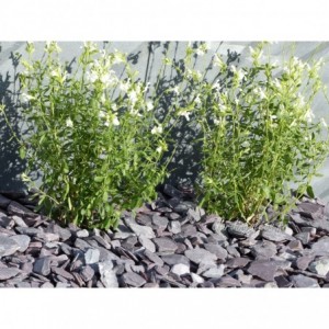 ARDOISE VIOLINE 30/50 - 1000 Kg