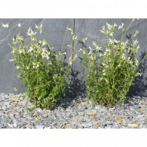 ARDESIA GRIGIA 10/30 - 1000 Kg