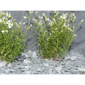 ARDESIA GRIGIA 30/60 - 250 Kg