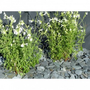 GREY ARDOISE 30/60 - 500 Kg