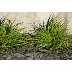 ARDESIA NERA RONDO 12/40 - 1500 Kg