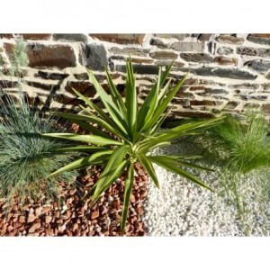 Galet Rouge Pack de 10 M² calibre 12-24 mm