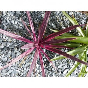 Paillage Ardoise GRIS  10-30  Pack 17 m² - 40 sacs - 1000 kg