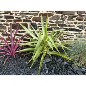 Paillage Ardoises NOIR