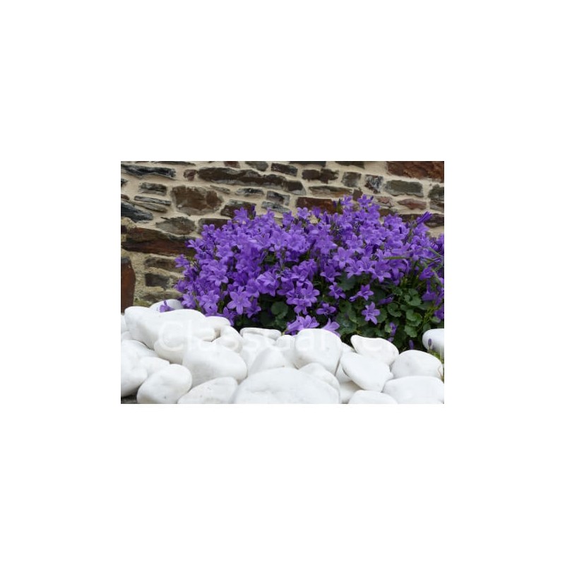 Galet blanc brillant