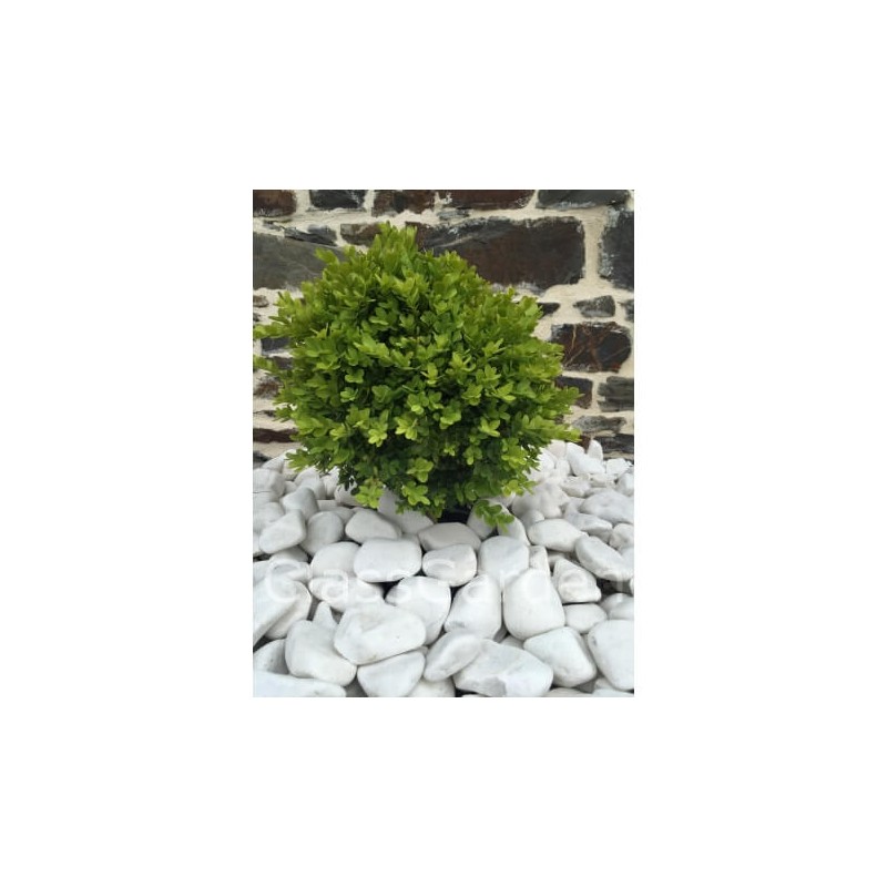 Galet blanc brillant