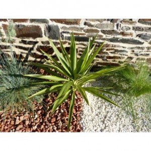 Galet blanc brillant