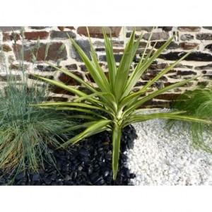 Kieselstein in glänzendem Weiß 10-15 - Pack 25 M² - 50 Säcke - 1000 kg