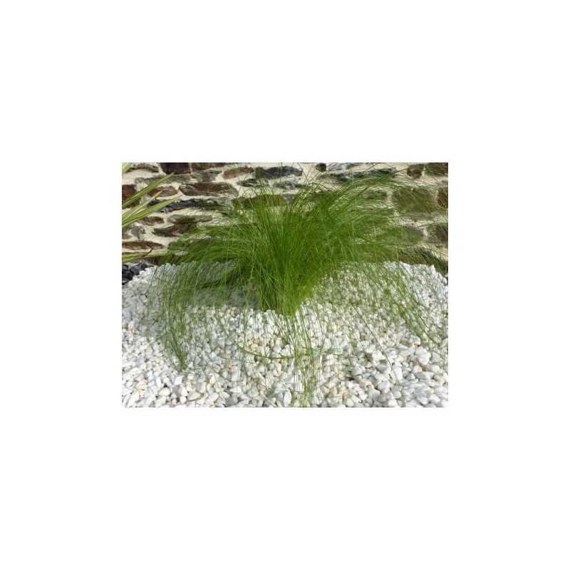 Galet blanc brillant