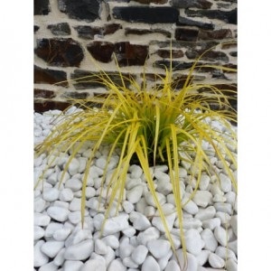 Galet blanc brillant