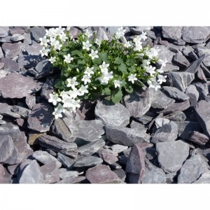 ARDOISE VIOLINE 30/50 - 1500 Kg