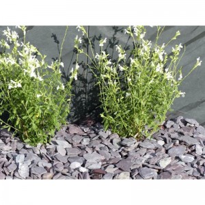 ARDOISE VIOLINE 30/50 - 1500 Kg